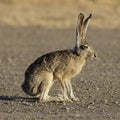 Black-tailed Jackrabbit on Alert Royalty Free Stock Photo