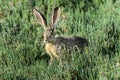 Black-tailed jackrabbit, don edwards nwr, ca Royalty Free Stock Photo