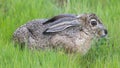 Black-tailed jackrabbit flattening ears and shrinking body in an attempt to hide. Royalty Free Stock Photo