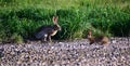 Black-tailed Jackrabbit hare - Lepus californicus Royalty Free Stock Photo