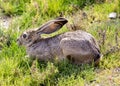 Black-tailed Jackrabbit hiding Royalty Free Stock Photo