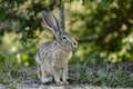 Black-tailed jackrabbit, lepus californicus