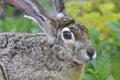 Black-tailed jackrabbit, lepus californicus