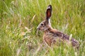 Black-tailed jackrabbit Lepus californicus Royalty Free Stock Photo