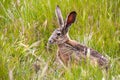 Black-tailed jackrabbit Lepus californicus Royalty Free Stock Photo