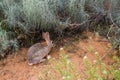 Black-tailed jackrabbit, Lepus californicus, in the bushes of Arches National Park, Utah, USA. Wild desert animal of Royalty Free Stock Photo