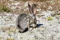 Black-tailed jackrabbit (Lepus californicus) in the Mojave Desert Royalty Free Stock Photo