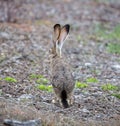 Black-tailed Jackrabbit - Lepus californicus, rear view Royalty Free Stock Photo