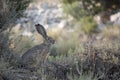 Black-tailed Jackrabbit Pauses in the Shade of a Sagebrush in a Nevada Desert Royalty Free Stock Photo