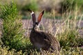 Black-tailed Jackrabbit displays his enormous ears Royalty Free Stock Photo