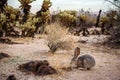 A black-tailed jackrabbit sitting on a trail in Joshua Tree National Park Royalty Free Stock Photo