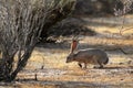 Black-tailed Jackrabbit Sniffing Royalty Free Stock Photo