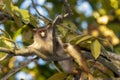 Black-tailed Marmoset (Mico melanurus) in a Tree in Brazil