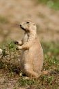 Black Tailed Prairie Dog