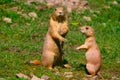 Black-tailed prairie dog Royalty Free Stock Photo