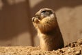 Black-Tailed Prairie Dog Royalty Free Stock Photo