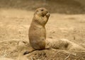 Black-tailed Prairie Dog Royalty Free Stock Photo