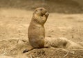 Black-tailed Prairie Dog