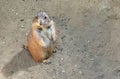 Black-tailed Prairie Dog Animal Kingdom Zoo Royalty Free Stock Photo