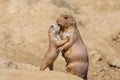 Black-tailed prairie dog Royalty Free Stock Photo