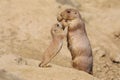 Black-tailed prairie dog Royalty Free Stock Photo