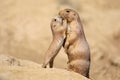 Black-tailed prairie dog Royalty Free Stock Photo