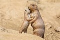 Black-tailed prairie dog Royalty Free Stock Photo