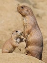 Black-tailed prairie dog Royalty Free Stock Photo