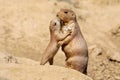 Black-tailed prairie dog Royalty Free Stock Photo