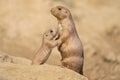 Black-tailed prairie dog Royalty Free Stock Photo