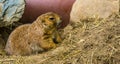 Black tailed prairie dog in closeup, adorable and popular pet, tropical rodent from America Royalty Free Stock Photo