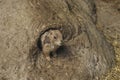 Black tailed prairie dog in closeup, adorable and popular pet, tropical rodent from America Royalty Free Stock Photo