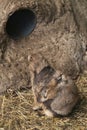 Black tailed prairie dog in closeup, adorable and popular pet, tropical rodent from America Royalty Free Stock Photo