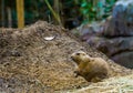 Black tailed prairie dog in closeup, tropical rodent from America Royalty Free Stock Photo