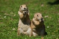 Black-tailed prairie dog Cynomys ludovicianus Royalty Free Stock Photo