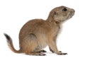 Black-tailed prairie dog, Cynomys ludovicianus Royalty Free Stock Photo