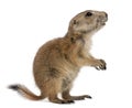 Black-tailed prairie dog, Cynomys ludovicianus Royalty Free Stock Photo