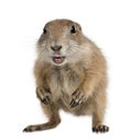 Black-tailed prairie dog, Cynomys ludovicianus Royalty Free Stock Photo