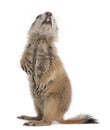 Black-tailed prairie dog, Cynomys ludovicianus