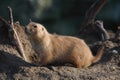 A black tailed prairie dog (Cynomys ludovicianus)