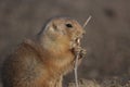 A black tailed prairie dog (Cynomys ludovicianus)