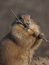 A black tailed prairie dog (Cynomys ludovicianus)