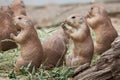 Black-tailed prairie dog Cynomys ludovicianus Royalty Free Stock Photo