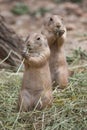 Black-tailed prairie dog Cynomys ludovicianus Royalty Free Stock Photo