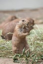 Black-tailed prairie dog Cynomys ludovicianus Royalty Free Stock Photo