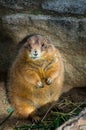 The black-tailed prairie dog, Cynomys ludovicianus Royalty Free Stock Photo