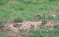 Black-tailed prairie dog Cynomys ludovicianus. Royalty Free Stock Photo