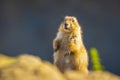 Black-tailed prairie dog Cynomys ludovicianus Royalty Free Stock Photo