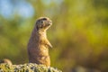 Black-tailed prairie dog Cynomys ludovicianus Royalty Free Stock Photo