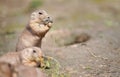 Black-tailed prairie dog Cynomys ludovicianus eating grass stalks, closeup detail, another blurred animal in foreground Royalty Free Stock Photo